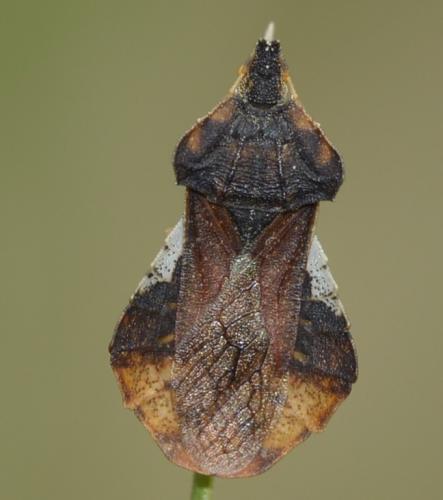 Réf. 250 872 : Phymata crassipes